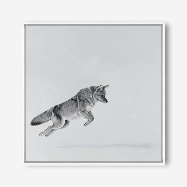 Shop Snow Fox (Square) Canvas Print a painted style framed canvas wall art print from The Print Emporium artwork collection - Buy Australian made fine art painting style stretched canvas prints for the home and your interior decor space, TPE-204-CA-40X40-NF
