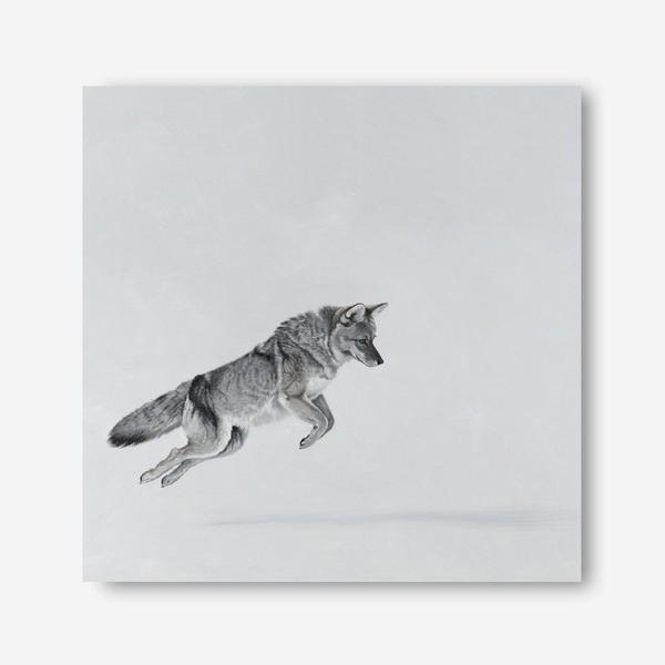 Shop Snow Fox (Square) Canvas Print a painted style framed canvas wall art print from The Print Emporium artwork collection - Buy Australian made fine art painting style stretched canvas prints for the home and your interior decor space, TPE-204-CA-40X40-NF