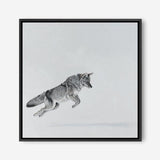 Shop Snow Fox (Square) Canvas Print a painted style framed canvas wall art print from The Print Emporium artwork collection - Buy Australian made fine art painting style stretched canvas prints for the home and your interior decor space, TPE-204-CA-40X40-NF