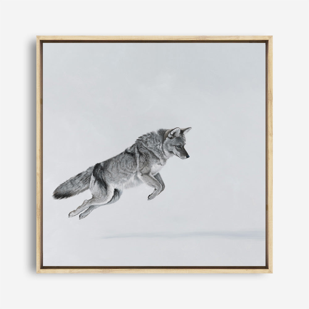 Shop Snow Fox (Square) Canvas Print a painted style framed canvas wall art print from The Print Emporium artwork collection - Buy Australian made fine art painting style stretched canvas prints for the home and your interior decor space, TPE-204-CA-40X40-NF