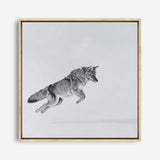 Shop Snow Fox (Square) Canvas Print a painted style framed canvas wall art print from The Print Emporium artwork collection - Buy Australian made fine art painting style stretched canvas prints for the home and your interior decor space, TPE-204-CA-40X40-NF