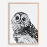 Shop Snow Owl Art Print a painted bird themed wall art print from The Print Emporium wall artwork collection - Buy Australian made fine art painting style poster and framed prints for the home and your interior decor room, TPE-176-AP