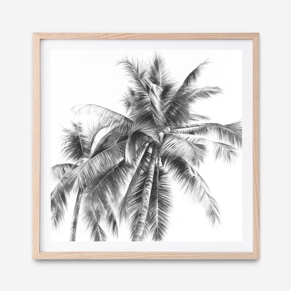 Shop Summer Palms I (B&W) (Square) Art Print a coastal themed painted wall art print from The Print Emporium wall artwork collection - Buy Australian made fine art painting style poster and framed prints for the home and your interior decor room, TPE-357-AP