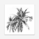Shop Summer Palms I (B&W) (Square) Art Print a coastal themed painted wall art print from The Print Emporium wall artwork collection - Buy Australian made fine art painting style poster and framed prints for the home and your interior decor room, TPE-357-AP