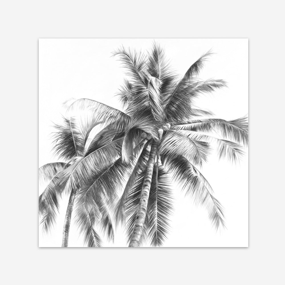 Shop Summer Palms I (B&W) (Square) Art Print a coastal themed painted wall art print from The Print Emporium wall artwork collection - Buy Australian made fine art painting style poster and framed prints for the home and your interior decor room, TPE-357-AP