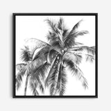 Shop Summer Palms I (B&W) (Square) Canvas Print a coastal themed painted framed canvas wall art print from The Print Emporium artwork collection - Buy Australian made fine art painting style stretched canvas prints for the home and your interior decor space, TPE-357-CA-40X40-NF