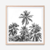 Shop Summer Palms II (B&W) (Square) Art Print a coastal themed painted wall art print from The Print Emporium wall artwork collection - Buy Australian made fine art painting style poster and framed prints for the home and your interior decor room, TPE-358-AP