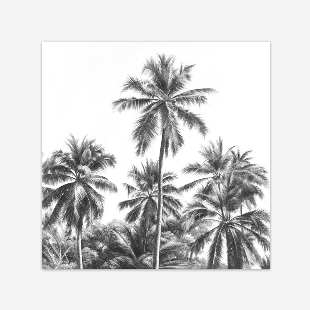 Shop Summer Palms II (B&W) (Square) Art Print a coastal themed painted wall art print from The Print Emporium wall artwork collection - Buy Australian made fine art painting style poster and framed prints for the home and your interior decor room, TPE-358-AP