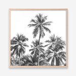 Shop Summer Palms II (B&W) (Square) Art Print a coastal themed painted wall art print from The Print Emporium wall artwork collection - Buy Australian made fine art painting style poster and framed prints for the home and your interior decor room, TPE-358-AP