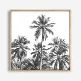 Shop Summer Palms II (B&W) (Square) Canvas Print a coastal themed painted framed canvas wall art print from The Print Emporium artwork collection - Buy Australian made fine art painting style stretched canvas prints for the home and your interior decor space, TPE-358-CA-40X40-NF