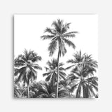 Shop Summer Palms II (B&W) (Square) Canvas Print a coastal themed painted framed canvas wall art print from The Print Emporium artwork collection - Buy Australian made fine art painting style stretched canvas prints for the home and your interior decor space, TPE-358-CA-40X40-NF