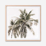 Shop Summer Palms Light I (Square) Art Print a coastal themed painted wall art print from The Print Emporium wall artwork collection - Buy Australian made fine art painting style poster and framed prints for the home and your interior decor room, TPE-435-AP