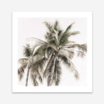Shop Summer Palms Light I (Square) Art Print a coastal themed painted wall art print from The Print Emporium wall artwork collection - Buy Australian made fine art painting style poster and framed prints for the home and your interior decor room, TPE-435-AP