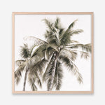 Shop Summer Palms Light I (Square) Art Print a coastal themed painted wall art print from The Print Emporium wall artwork collection - Buy Australian made fine art painting style poster and framed prints for the home and your interior decor room, TPE-435-AP