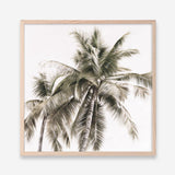 Shop Summer Palms Light I (Square) Art Print a coastal themed painted wall art print from The Print Emporium wall artwork collection - Buy Australian made fine art painting style poster and framed prints for the home and your interior decor room, TPE-435-AP