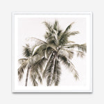 Shop Summer Palms Light I (Square) Art Print a coastal themed painted wall art print from The Print Emporium wall artwork collection - Buy Australian made fine art painting style poster and framed prints for the home and your interior decor room, TPE-435-AP