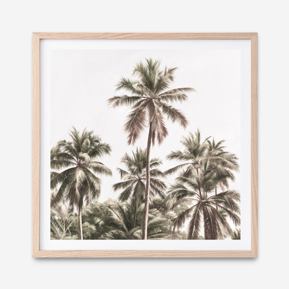 Shop Summer Palms Light II (Square) Art Print a coastal themed painted wall art print from The Print Emporium wall artwork collection - Buy Australian made fine art painting style poster and framed prints for the home and your interior decor room, TPE-436-AP