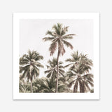 Shop Summer Palms Light II (Square) Art Print a coastal themed painted wall art print from The Print Emporium wall artwork collection - Buy Australian made fine art painting style poster and framed prints for the home and your interior decor room, TPE-436-AP