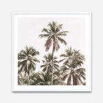 Shop Summer Palms Light II (Square) Art Print a coastal themed painted wall art print from The Print Emporium wall artwork collection - Buy Australian made fine art painting style poster and framed prints for the home and your interior decor room, TPE-436-AP
