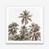 Shop Summer Palms Light II (Square) Art Print a coastal themed painted wall art print from The Print Emporium wall artwork collection - Buy Australian made fine art painting style poster and framed prints for the home and your interior decor room, TPE-436-AP