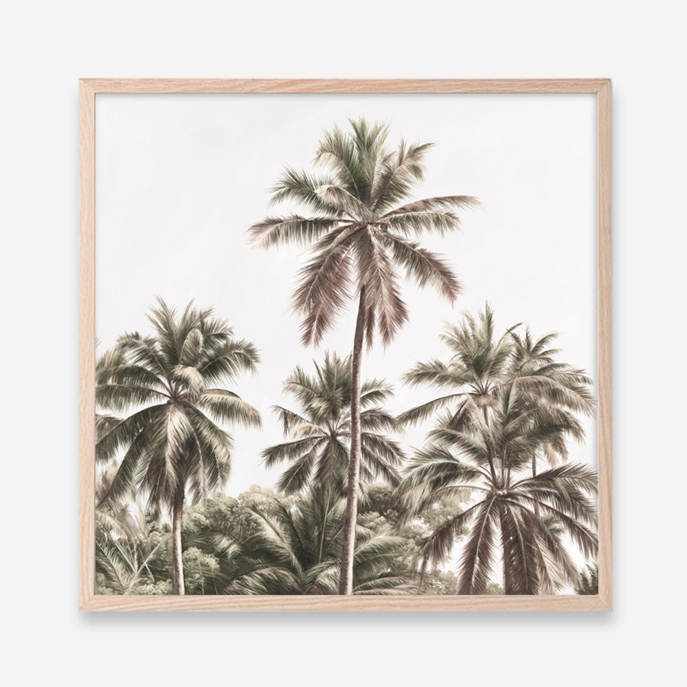 Shop Summer Palms Light II (Square) Art Print a coastal themed painted wall art print from The Print Emporium wall artwork collection - Buy Australian made fine art painting style poster and framed prints for the home and your interior decor room, TPE-436-AP