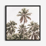 Shop Summer Palms Light II (Square) Canvas Print a coastal themed painted framed canvas wall art print from The Print Emporium artwork collection - Buy Australian made fine art painting style stretched canvas prints for the home and your interior decor space, TPE-436-CA-40X40-NF