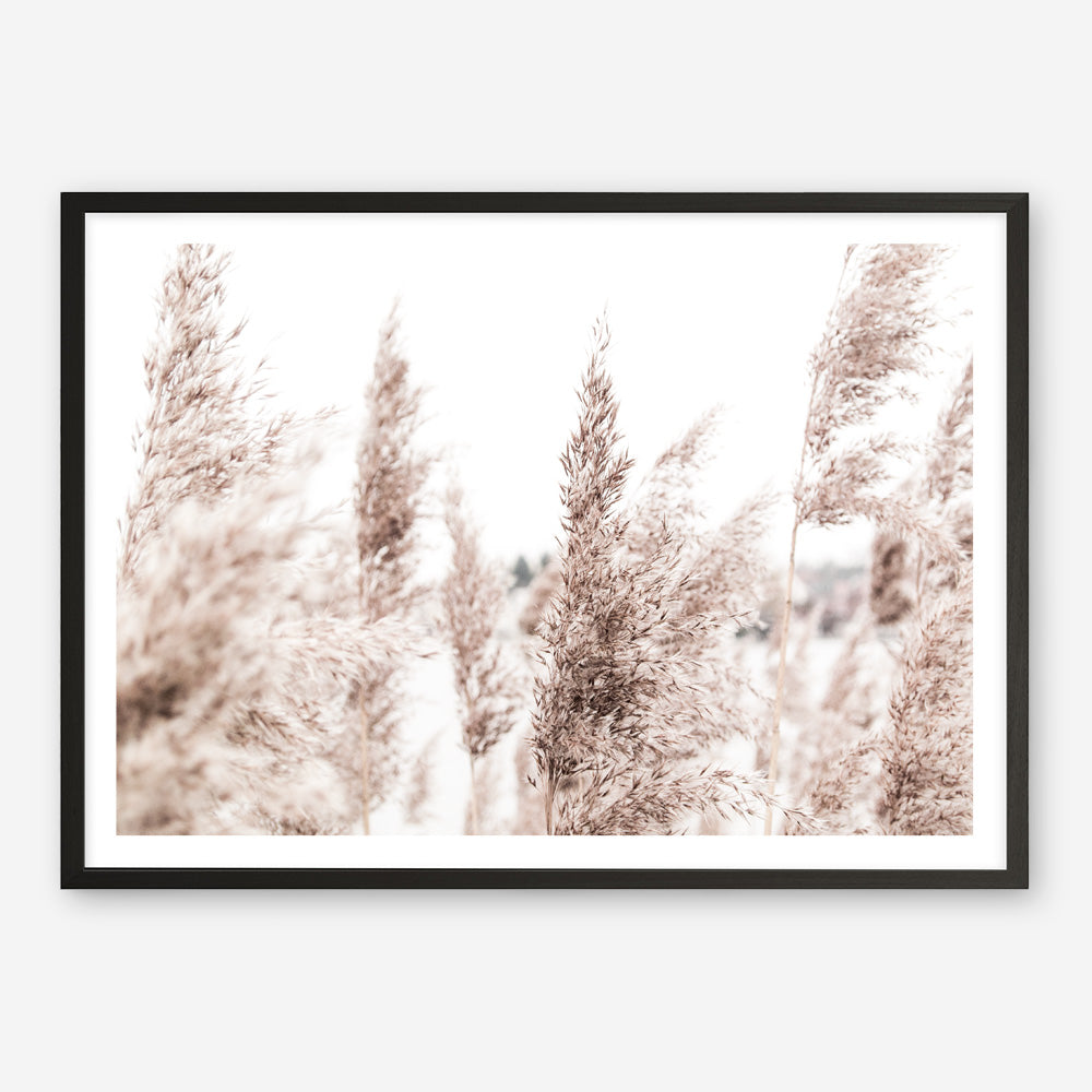 Shop Tall Pampas Grass Photo Art Print a coastal themed photography wall art print from The Print Emporium wall artwork collection - Buy Australian made fine art poster and framed prints for the home and your interior decor, TPE-914-AP