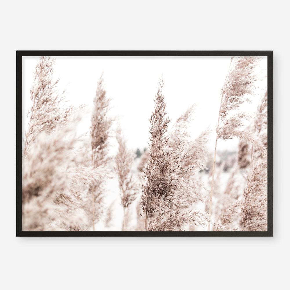 Shop Tall Pampas Grass Photo Art Print a coastal themed photography wall art print from The Print Emporium wall artwork collection - Buy Australian made fine art poster and framed prints for the home and your interior decor, TPE-914-AP