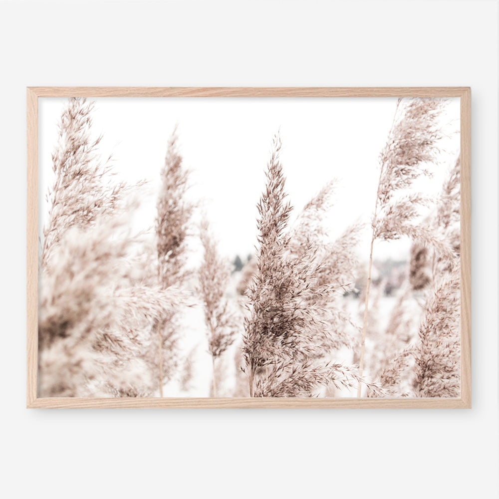 Shop Tall Pampas Grass Photo Art Print a coastal themed photography wall art print from The Print Emporium wall artwork collection - Buy Australian made fine art poster and framed prints for the home and your interior decor, TPE-914-AP