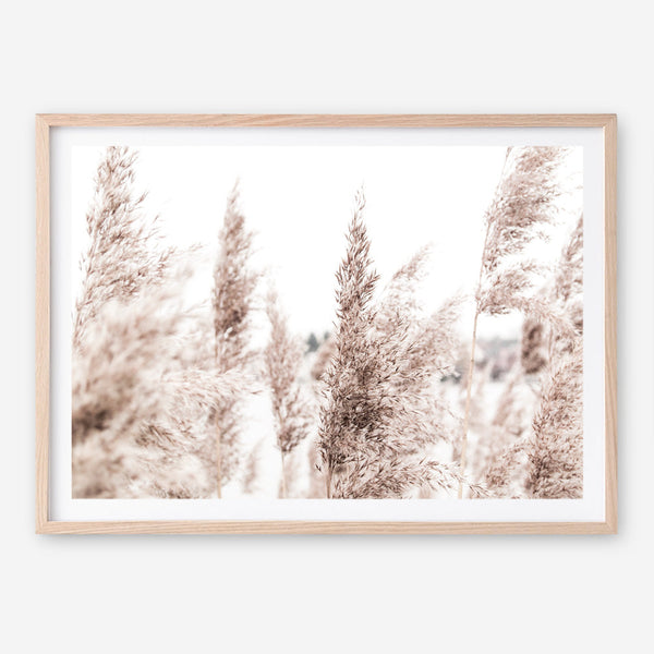 Shop Tall Pampas Grass Photo Art Print a coastal themed photography wall art print from The Print Emporium wall artwork collection - Buy Australian made fine art poster and framed prints for the home and your interior decor, TPE-914-AP