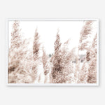 Shop Tall Pampas Grass Photo Art Print a coastal themed photography wall art print from The Print Emporium wall artwork collection - Buy Australian made fine art poster and framed prints for the home and your interior decor, TPE-914-AP