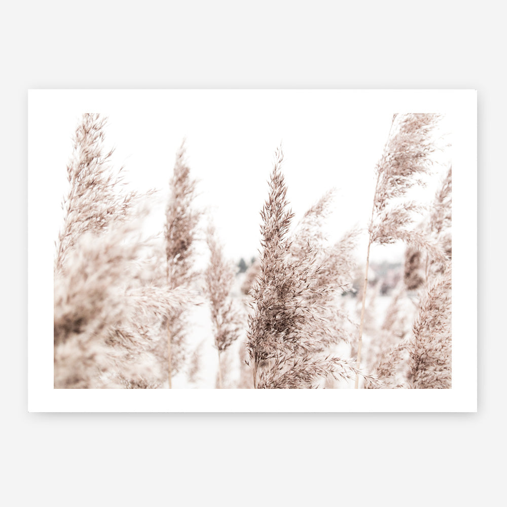Shop Tall Pampas Grass Photo Art Print a coastal themed photography wall art print from The Print Emporium wall artwork collection - Buy Australian made fine art poster and framed prints for the home and your interior decor, TPE-914-AP