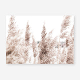 Shop Tall Pampas Grass Photo Art Print a coastal themed photography wall art print from The Print Emporium wall artwork collection - Buy Australian made fine art poster and framed prints for the home and your interior decor, TPE-914-AP