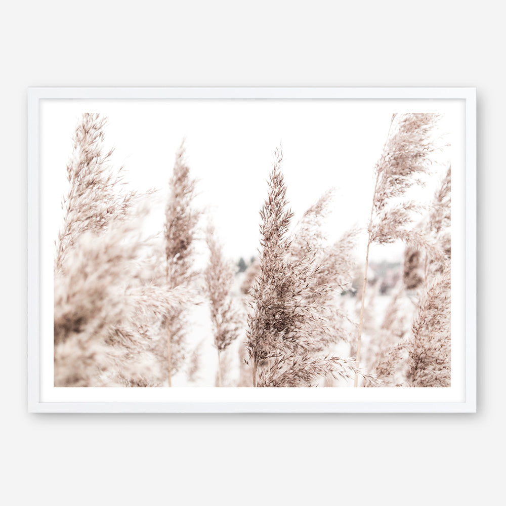 Shop Tall Pampas Grass Photo Art Print a coastal themed photography wall art print from The Print Emporium wall artwork collection - Buy Australian made fine art poster and framed prints for the home and your interior decor, TPE-914-AP