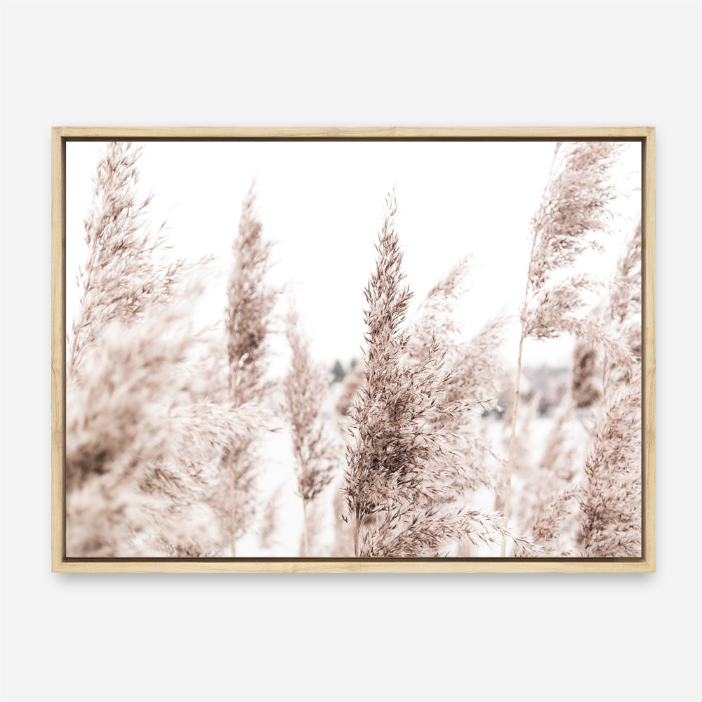 Shop Tall Pampas Grass Photo Canvas Print a coastal themed photography framed stretched canvas print from The Print Emporium wall artwork collection - Buy Australian made prints for the home and your interior decor space, TPE-914-CA-35X46-NF