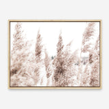Shop Tall Pampas Grass Photo Canvas Print a coastal themed photography framed stretched canvas print from The Print Emporium wall artwork collection - Buy Australian made prints for the home and your interior decor space, TPE-914-CA-35X46-NF