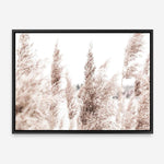 Shop Tall Pampas Grass Photo Canvas Print a coastal themed photography framed stretched canvas print from The Print Emporium wall artwork collection - Buy Australian made prints for the home and your interior decor space, TPE-914-CA-35X46-NF