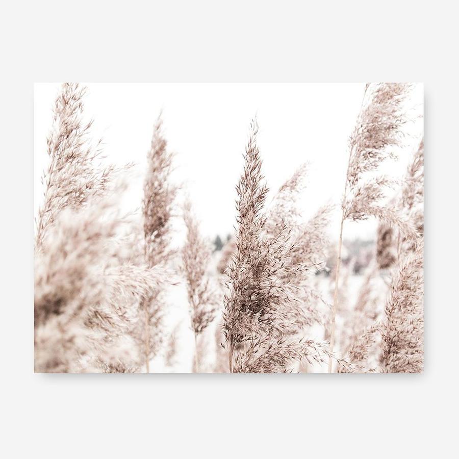 Shop Tall Pampas Grass Photo Canvas Print a coastal themed photography framed stretched canvas print from The Print Emporium wall artwork collection - Buy Australian made prints for the home and your interior decor space, TPE-914-CA-35X46-NF