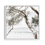 Shop Tea Tree Bay (Square) Photo Canvas a coastal themed photography framed stretched canvas print from The Print Emporium wall artwork collection - Buy Australian made prints for the home and your interior decor space, TPE-627-CA-40X40-NF
