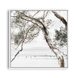 Shop Tea Tree Bay (Square) Photo Canvas a coastal themed photography framed stretched canvas print from The Print Emporium wall artwork collection - Buy Australian made prints for the home and your interior decor space, TPE-627-CA-40X40-NF