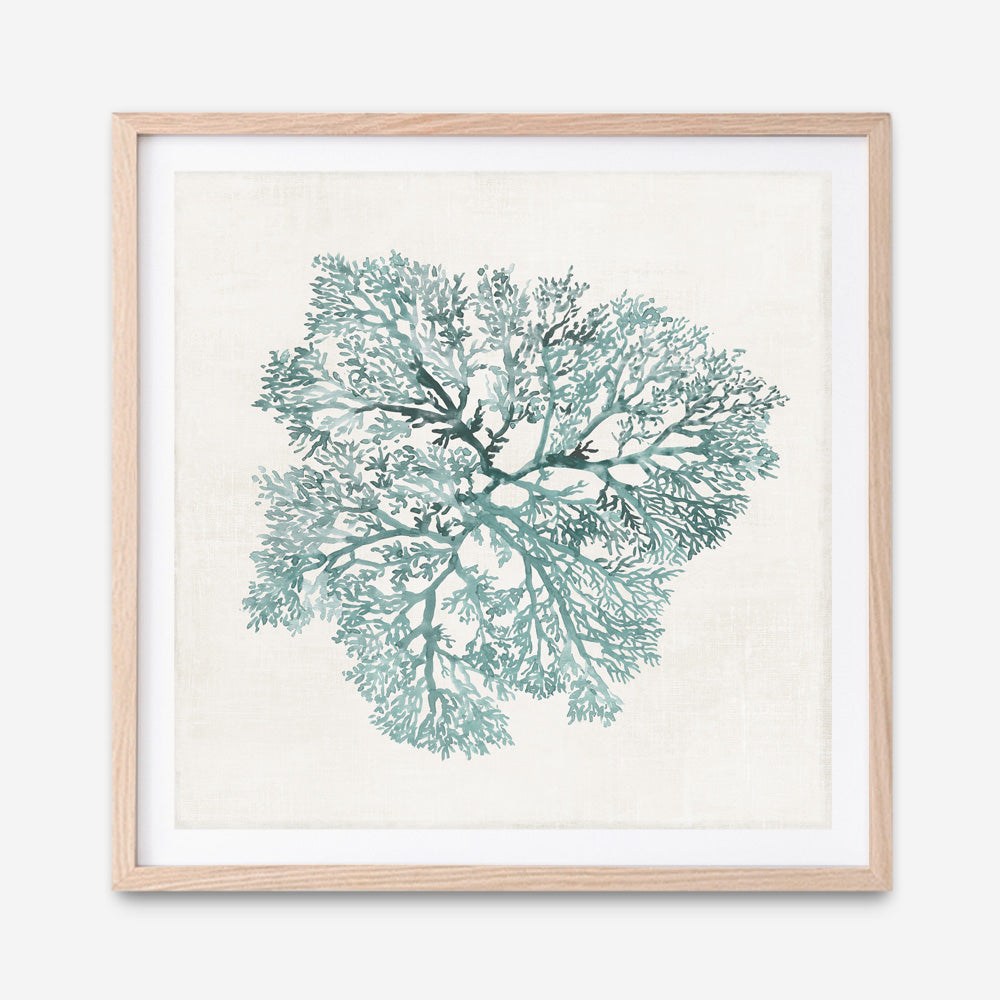 Shop Teal Coral I (Square) Art Print a painted style wall art print from The Print Emporium wall artwork collection - Buy Australian made fine art painting style poster and framed prints for the home and your interior decor room, TPE-PC-WL427-AP