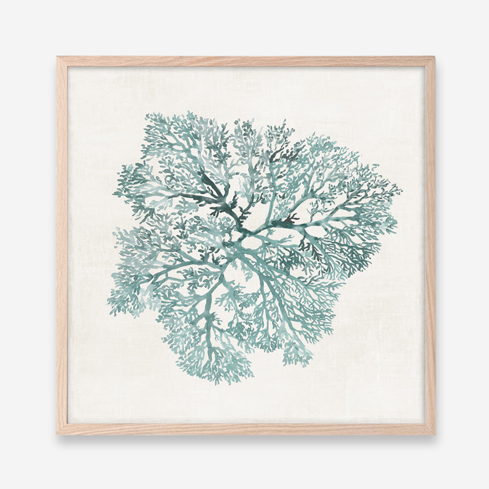 Shop Teal Coral I (Square) Art Print a painted style wall art print from The Print Emporium wall artwork collection - Buy Australian made fine art painting style poster and framed prints for the home and your interior decor room, TPE-PC-WL427-AP
