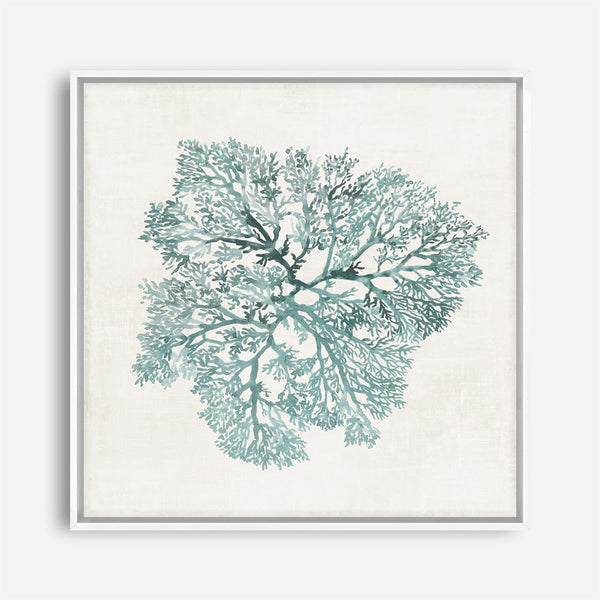 Shop Teal Coral I (Square) Canvas Print a painted style framed canvas wall art print from The Print Emporium artwork collection - Buy Australian made fine art painting style stretched canvas prints for the home and your interior decor space, TPE-PC-WL427-CA-40X40-NF
