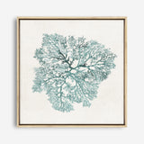 Shop Teal Coral I (Square) Canvas Print a painted style framed canvas wall art print from The Print Emporium artwork collection - Buy Australian made fine art painting style stretched canvas prints for the home and your interior decor space, TPE-PC-WL427-CA-40X40-NF