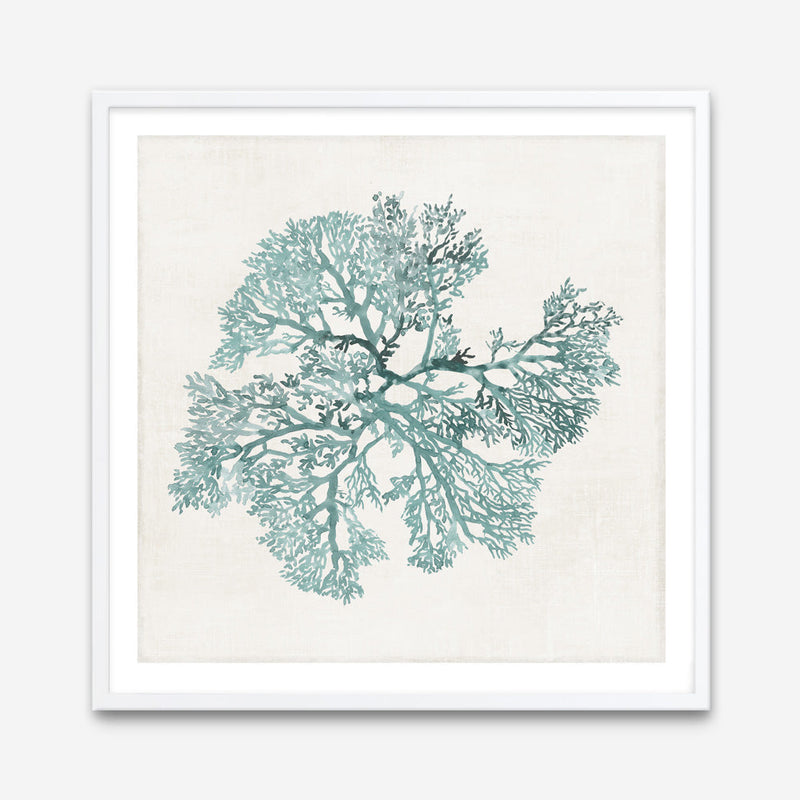 Shop Teal Coral II (Square) Art Print a painted style wall art print from The Print Emporium wall artwork collection - Buy Australian made fine art painting style poster and framed prints for the home and your interior decor room, TPE-PC-WL428-AP