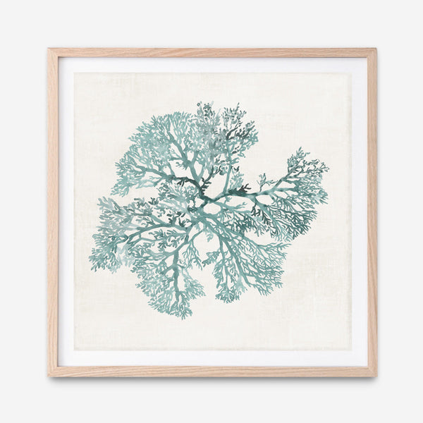 Shop Teal Coral II (Square) Art Print a painted style wall art print from The Print Emporium wall artwork collection - Buy Australian made fine art painting style poster and framed prints for the home and your interior decor room, TPE-PC-WL428-AP