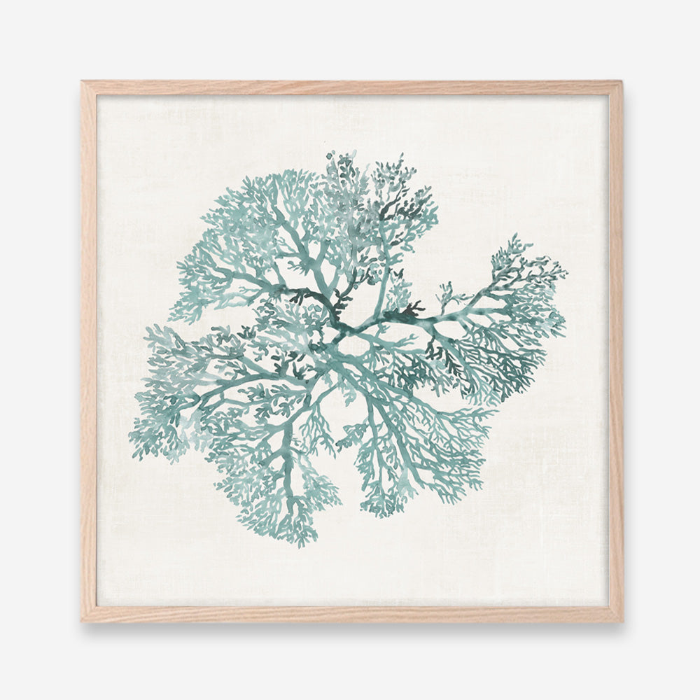 Shop Teal Coral II (Square) Art Print a painted style wall art print from The Print Emporium wall artwork collection - Buy Australian made fine art painting style poster and framed prints for the home and your interior decor room, TPE-PC-WL428-AP