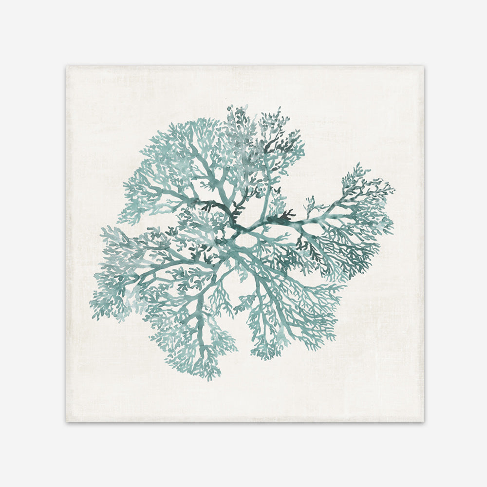 Shop Teal Coral II (Square) Art Print a painted style wall art print from The Print Emporium wall artwork collection - Buy Australian made fine art painting style poster and framed prints for the home and your interior decor room, TPE-PC-WL428-AP