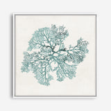 Shop Teal Coral II (Square) Canvas Print a painted style framed canvas wall art print from The Print Emporium artwork collection - Buy Australian made fine art painting style stretched canvas prints for the home and your interior decor space, TPE-PC-WL428-CA-40X40-NF