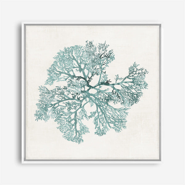 Shop Teal Coral II (Square) Canvas Print a painted style framed canvas wall art print from The Print Emporium artwork collection - Buy Australian made fine art painting style stretched canvas prints for the home and your interior decor space, TPE-PC-WL428-CA-40X40-NF